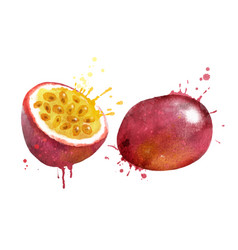 Watercolor Of Passionfruit