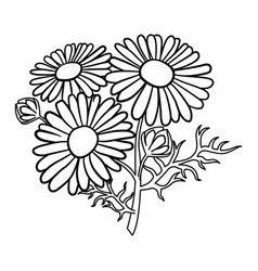 Chamomile Flowers For Coloring Pages