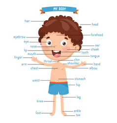 Human body Royalty Free Vector Image - VectorStock