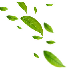 Realistic Green Tea Leaves In Motion