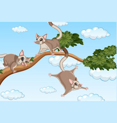 Three Sugar Gliders On The Branch