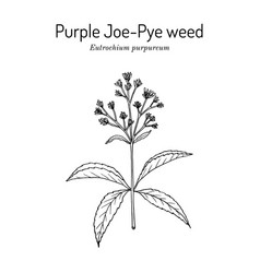 Purple Joe-pye Weed Eutrochium Purpureum