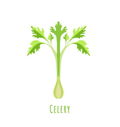 Single One Celery Stalk Isolated On White