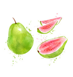 Watercolor Of Pink Guava