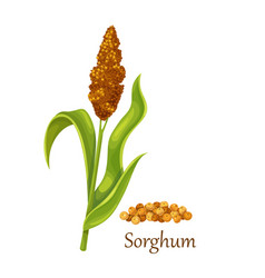 Sorghum Or Indian Mille