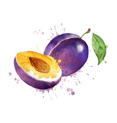 Watercolor Of Plum