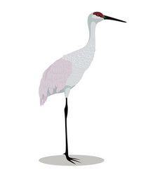 Sandhill Crane Cartoon