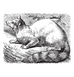 Ringtail Vintage Engraving