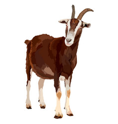 Realistic Goat Side View Isolated Farm Animals