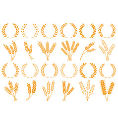 Wheat Or Barley Ears Harvest Grain Growth