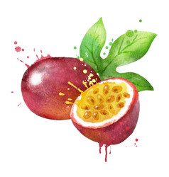 Watercolor Of Passionfruit