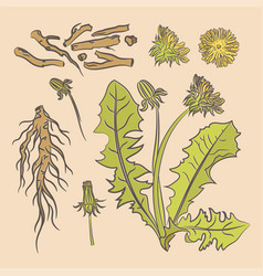 Dandelion Root Pharmacy Medical Benefits Il