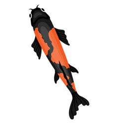 Oriental Koi Fish Black Orange Carp Top View