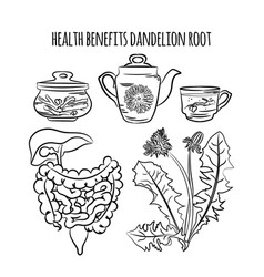 Dandelion Root Benefits Pharmacy