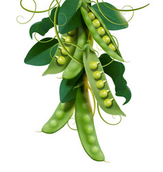 Green Young Peas