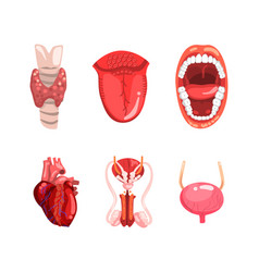 Human Internal Organs With Heart Thyroid Gland