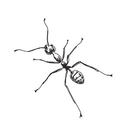 Sketch Of Ant Hand Drawn