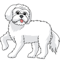 Maltese Dog Cartoon Colored Clipart