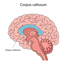 Corpus Callosum Structure Diagram Medical Science