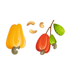 Red Cashew Nut Unripe And Ripe Exotic Yellow