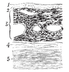 Section Through The Choroid Coat Vintage