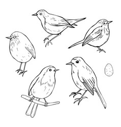 Hand Drawn Birds Robin Erithacus Rubecula Sketch