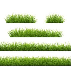 Grass Border And White Background