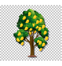 Mango Tree On Transparent Background