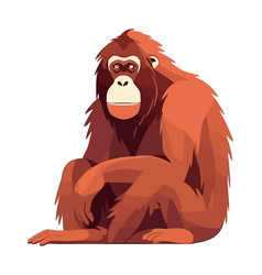 Orangutan On White Background