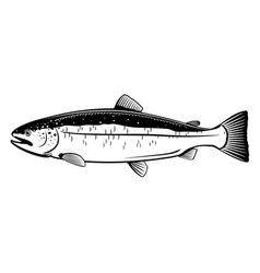 Atlantic salmon fish Royalty Free Vector Image