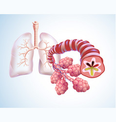 3d Of Trachea And Air Sacs In Human Lungs