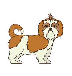 Cute Shih Tzu Dog On White Background