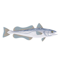 Hake Fish On White Background Seafood