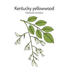 Kentucky Or American Yellowwood Cladrastis