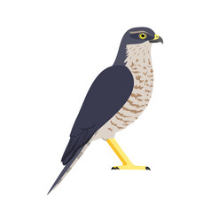 Accipiter Nisus - Eurasian Sparrow Hawk - Male