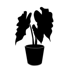 Black Silhouette Tropical Alocasia In Pot