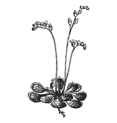 Sundew Vintage Engraving