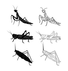 Grasshopper Icon