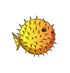 Yellow Puffer Fish