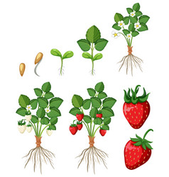 Set Of Strawberry Growing Steps Isolated