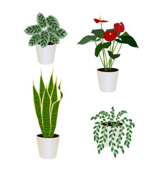 Houseplants Set Sansevieria Snake Plant