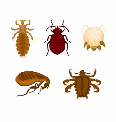 Lice And Bug Insect Symbol Set