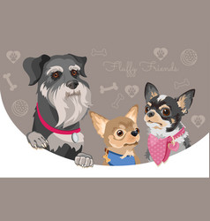 Dog Breed Schnauzer And Chihuahua Pet Head