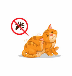 Cat Itchy Of Lice Pet Animal Parasite Skin Problem