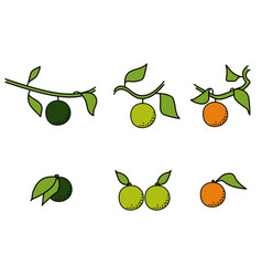 Citrus Fruit On A Branch And Without A Set