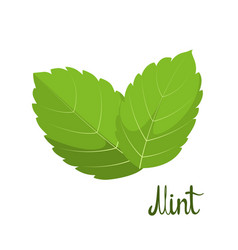 Mint Leaves