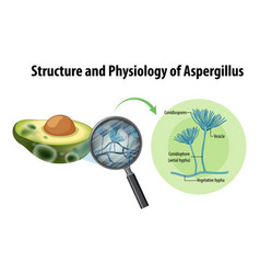 Structure And Physiology Of Avocado Aspergillus