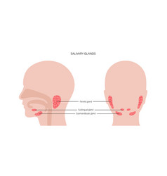 Salivary Gland Concept