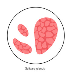 Salivary Gland Concept