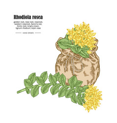 Rhodiola Rosea Or Golden Root Branch Isolated